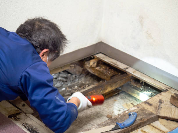 Best Professional Mold Removal  in Humboldt Hill, CA