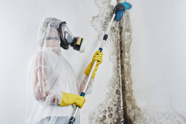 Best Mold Removal Company Near Me  in Humboldt Hill, CA
