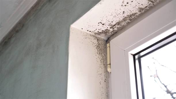 Best Emergency Mold Removal  in Humboldt Hill, CA