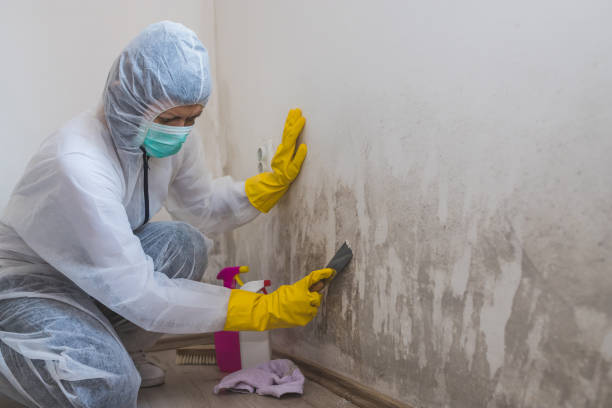 Office Mold Removal Services in Humboldt Hill, CA