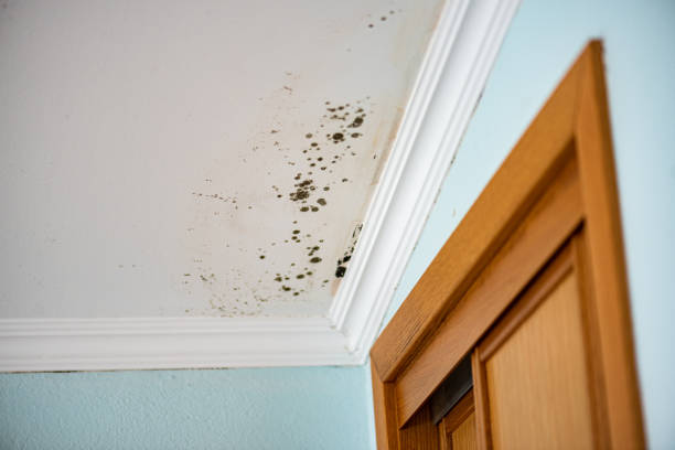 Best Affordable Mold Removal  in Humboldt Hill, CA