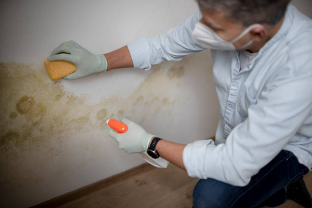 Best Same-Day Mold Removal  in Humboldt Hill, CA