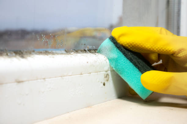 Best Crawl Space Mold Removal  in Humboldt Hill, CA