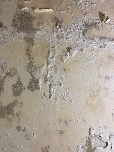 Best Mold Removal Near Me  in Humboldt Hill, CA