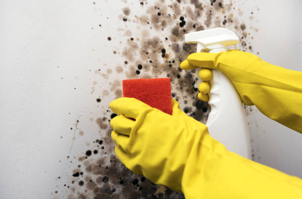 Best Commercial Mold Removal  in Humboldt Hill, CA