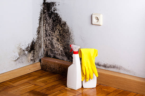 Best Crawl Space Mold Removal  in Humboldt Hill, CA