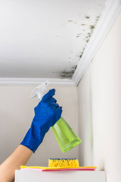 Best Local Mold Removal Service  in Humboldt Hill, CA