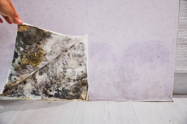 Best Black Mold Removal  in Humboldt Hill, CA